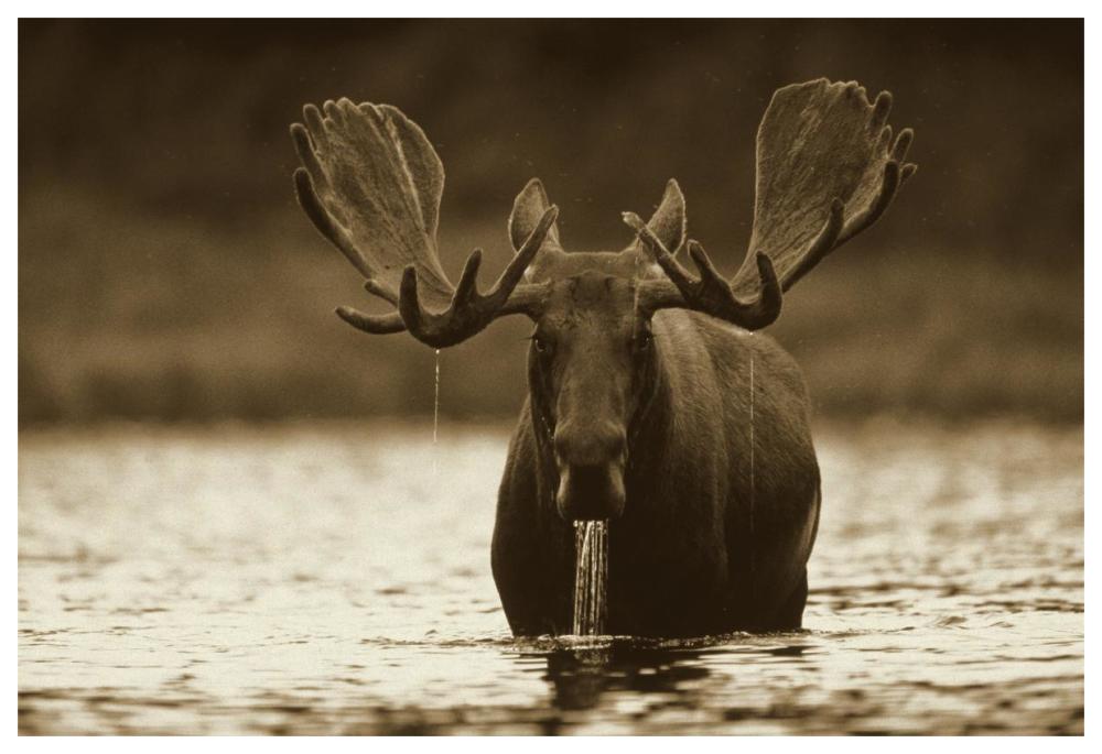 Moose male raising its head while feeding on the bottom of a lake, North America-Paper Art-62"x42"