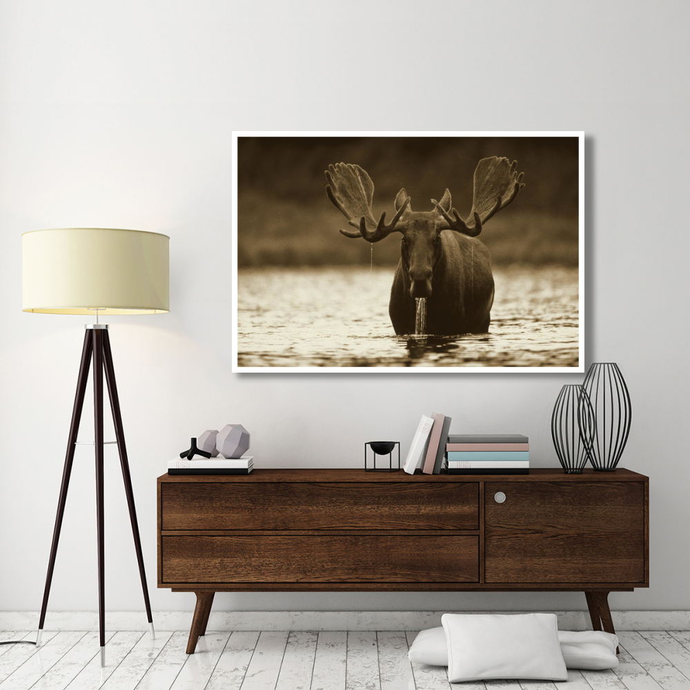 Moose male raising its head while feeding on the bottom of a lake, North America-Paper Art-62&quotx42"