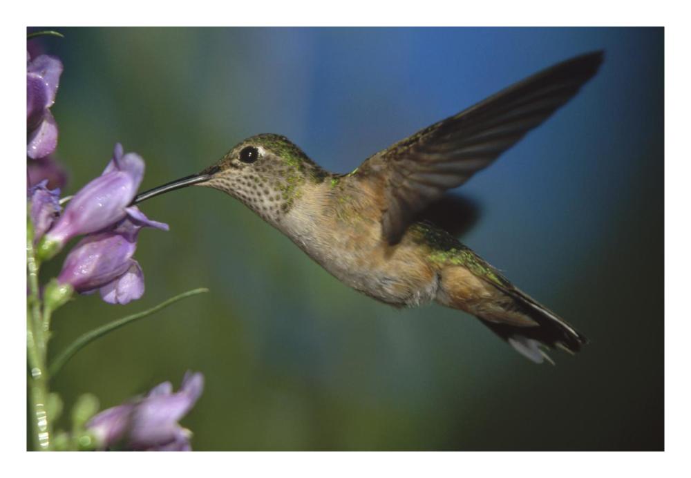 Broad-tailed Hummingbird feeding on the nectar of a Desert Penstemon flower, New Mexico-Paper Art-26"x18"