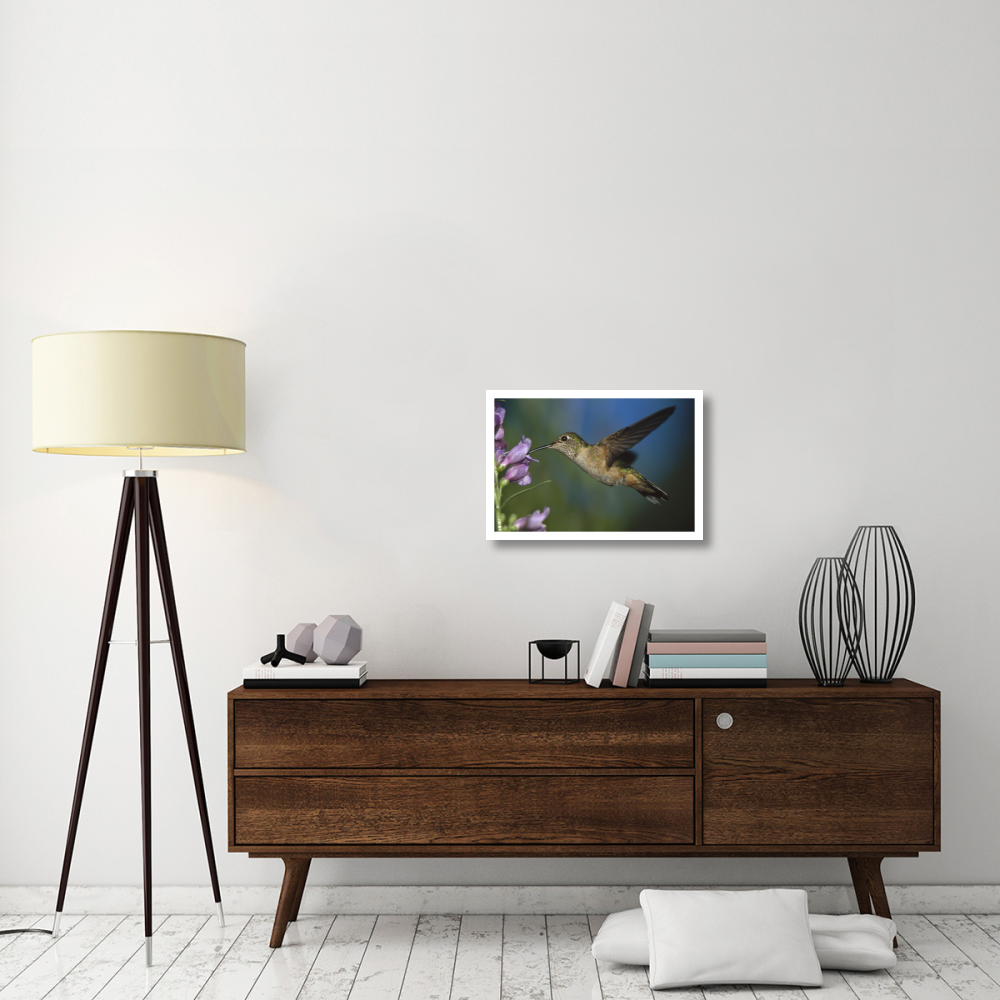 Broad-tailed Hummingbird feeding on the nectar of a Desert Penstemon flower, New Mexico-Paper Art-26&quotx18"