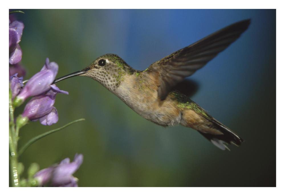 Broad-tailed Hummingbird feeding on the nectar of a Desert Penstemon flower, New Mexico-Paper Art-32"x22"
