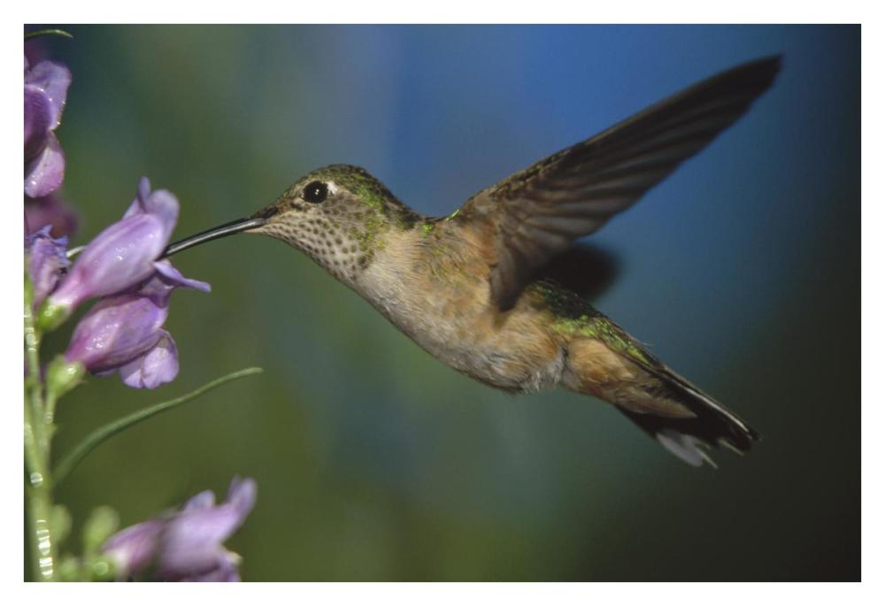 Broad-tailed Hummingbird feeding on the nectar of a Desert Penstemon flower, New Mexico-Paper Art-38"x26"
