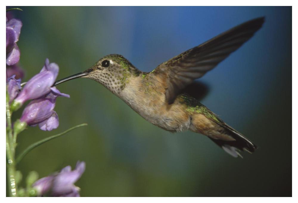 Broad-tailed Hummingbird feeding on the nectar of a Desert Penstemon flower, New Mexico-Paper Art-50"x34"