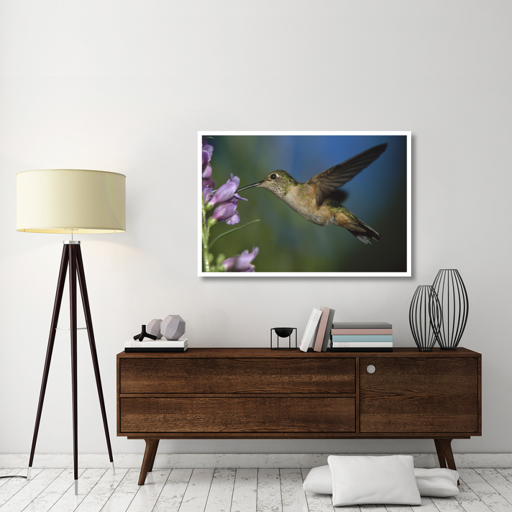 Broad-tailed Hummingbird feeding on the nectar of a Desert Penstemon flower, New Mexico-Paper Art-50&quotx34"
