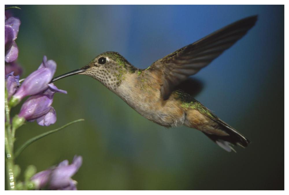 Broad-tailed Hummingbird feeding on the nectar of a Desert Penstemon flower, New Mexico-Paper Art-62"x42"