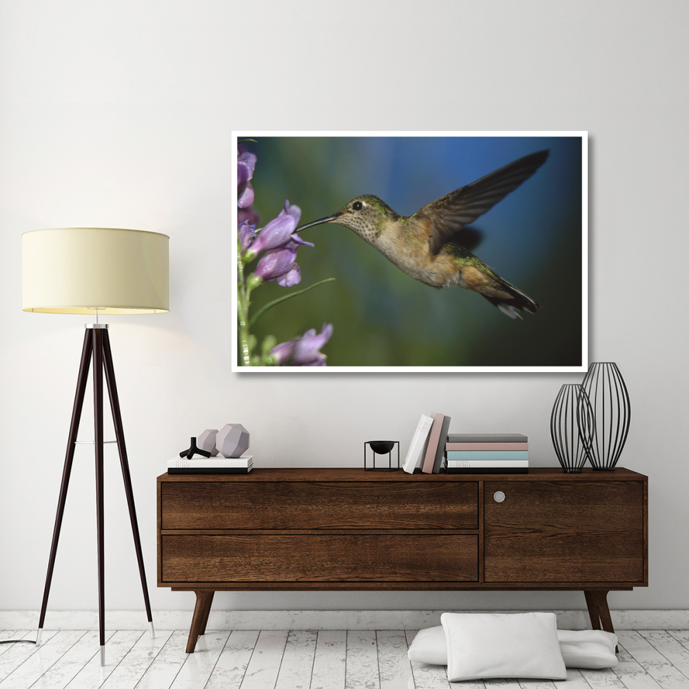 Broad-tailed Hummingbird feeding on the nectar of a Desert Penstemon flower, New Mexico-Paper Art-62&quotx42"