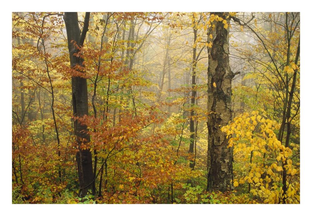 Mixed deciduous forest in autumn, Mill Brook, Vermont-Paper Art-26"x18"