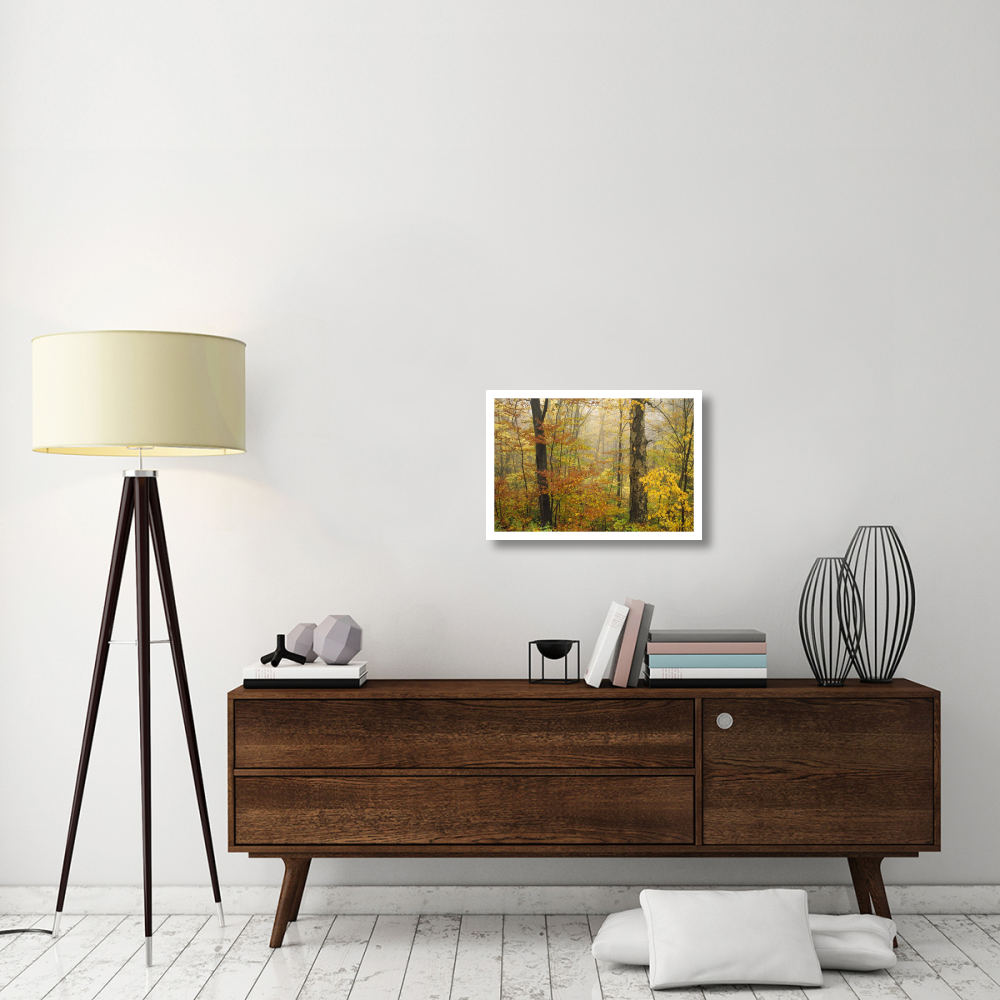 Mixed deciduous forest in autumn, Mill Brook, Vermont-Paper Art-26&quotx18"