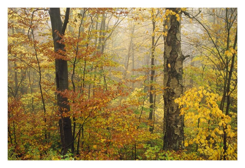 Mixed deciduous forest in autumn, Mill Brook, Vermont-Paper Art-32"x22"
