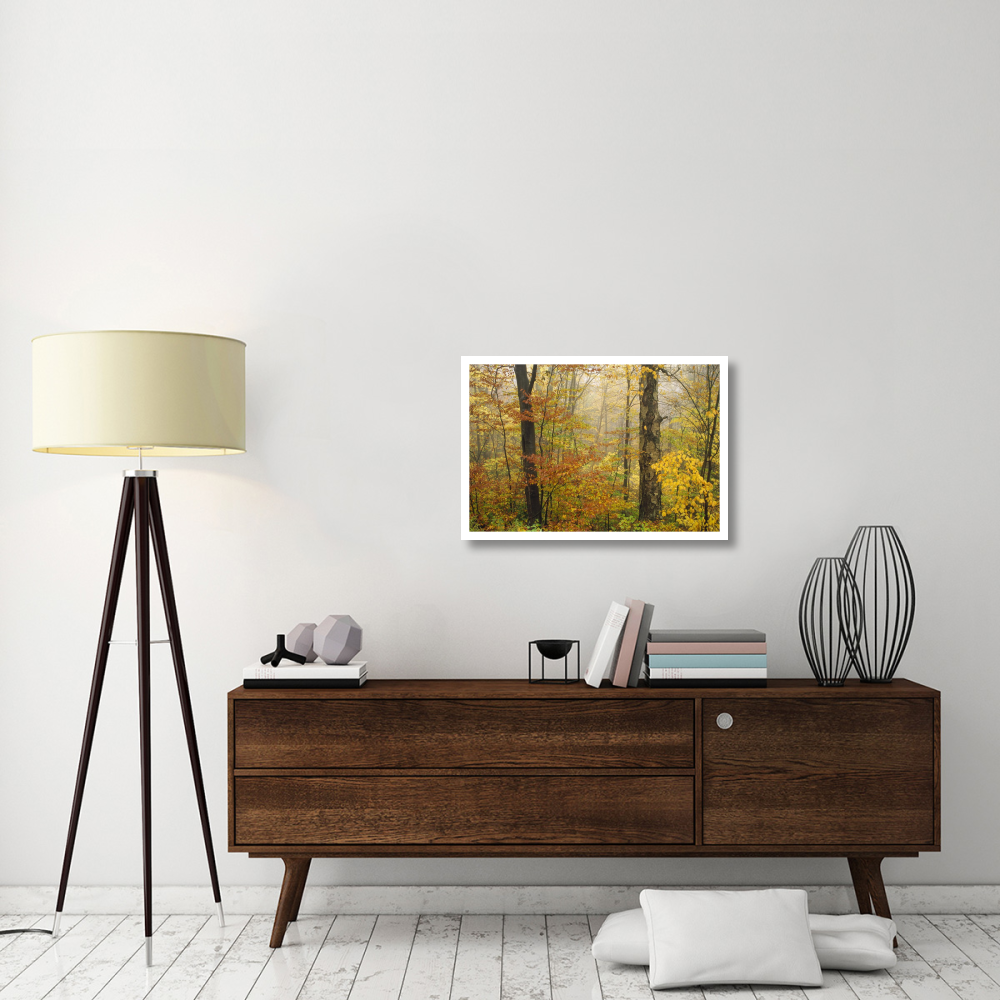Mixed deciduous forest in autumn, Mill Brook, Vermont-Paper Art-32&quotx22"