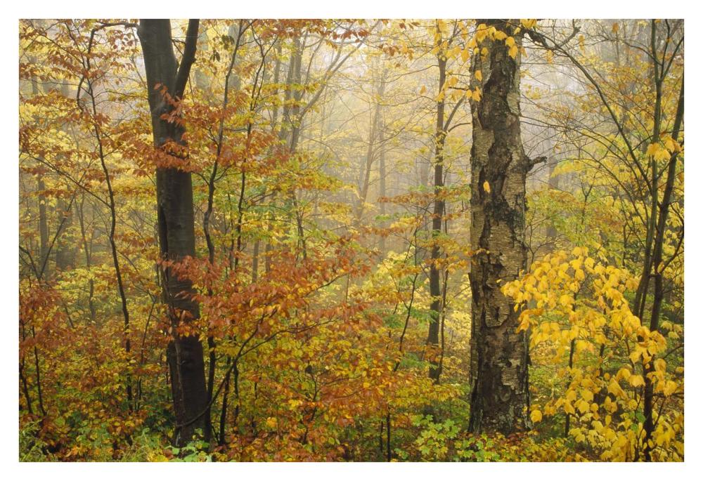 Mixed deciduous forest in autumn, Mill Brook, Vermont-Paper Art-38"x26"