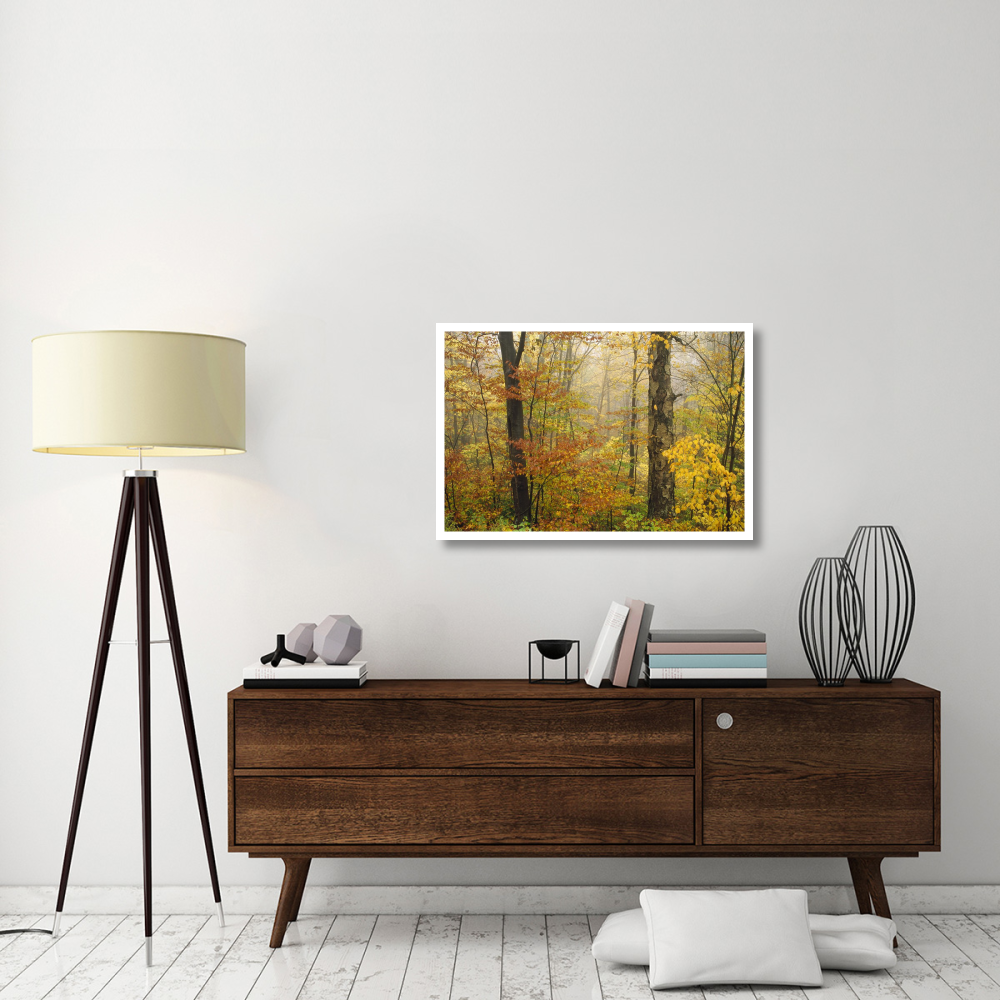 Mixed deciduous forest in autumn, Mill Brook, Vermont-Paper Art-38&quotx26"