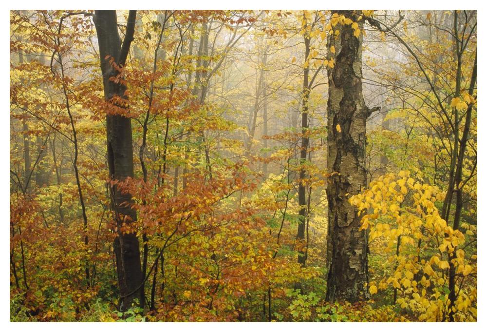 Mixed deciduous forest in autumn, Mill Brook, Vermont-Paper Art-50"x34"