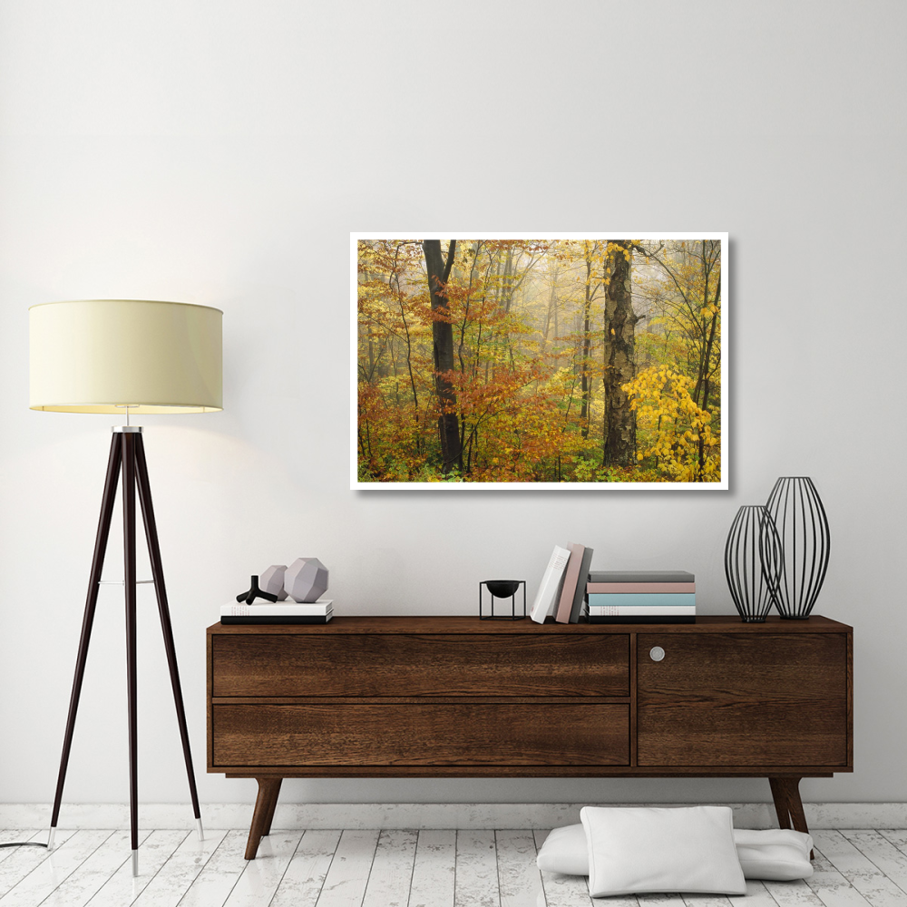 Mixed deciduous forest in autumn, Mill Brook, Vermont-Paper Art-50&quotx34"