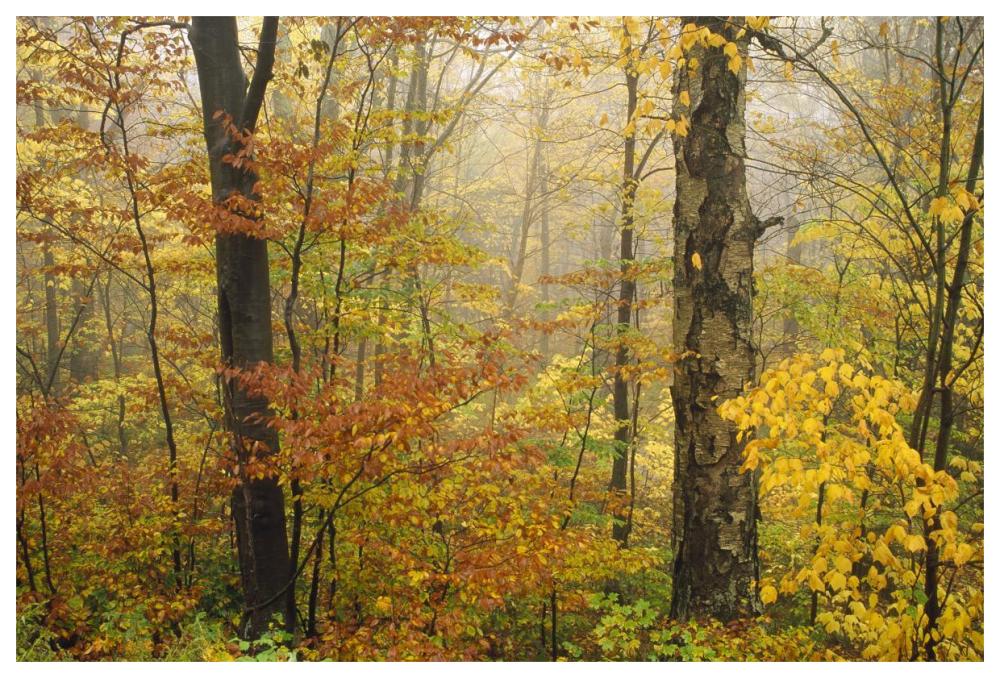 Mixed deciduous forest in autumn, Mill Brook, Vermont-Paper Art-62"x42"