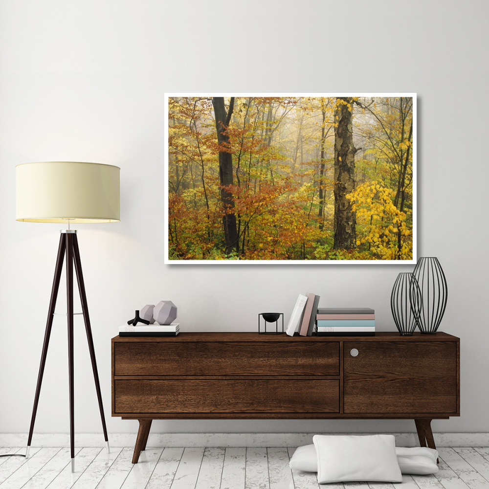 Mixed deciduous forest in autumn, Mill Brook, Vermont-Paper Art-62&quotx42"