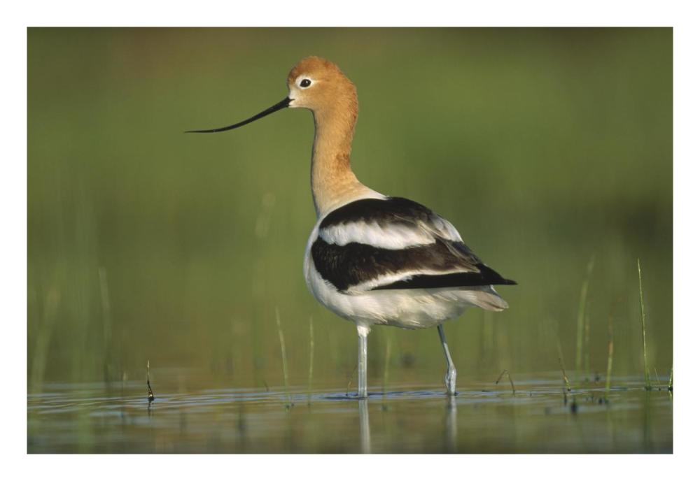 American Avocet in breeding plumage wading though shallow water, North America-Paper Art-26"x18"