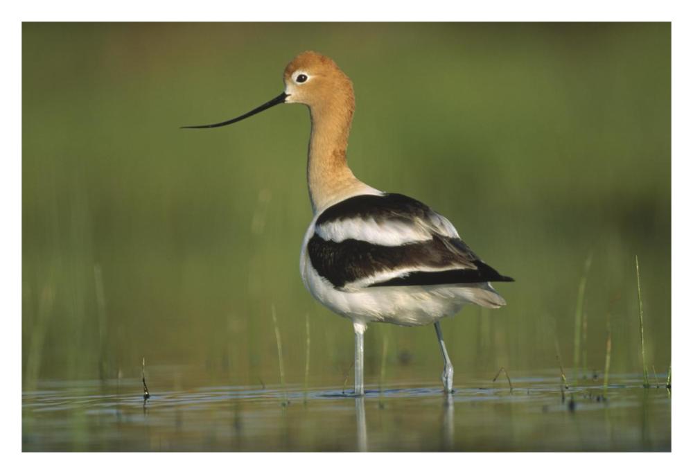 American Avocet in breeding plumage wading though shallow water, North America-Paper Art-32"x22"