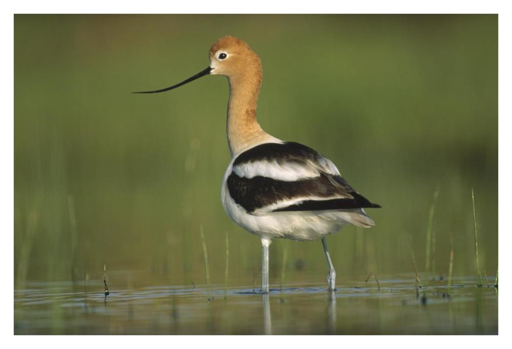 American Avocet in breeding plumage wading though shallow water, North America-Paper Art-38"x26"
