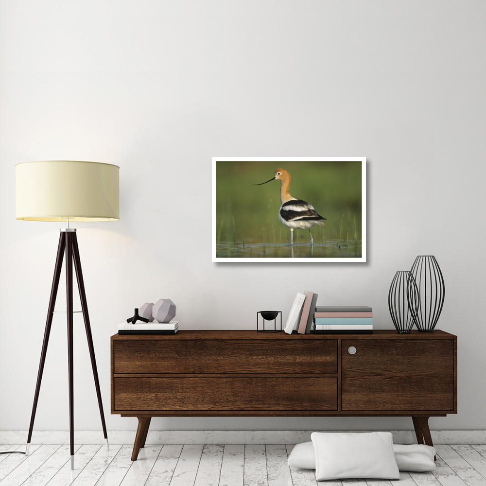 American Avocet in breeding plumage wading though shallow water, North America-Paper Art-38&quotx26"