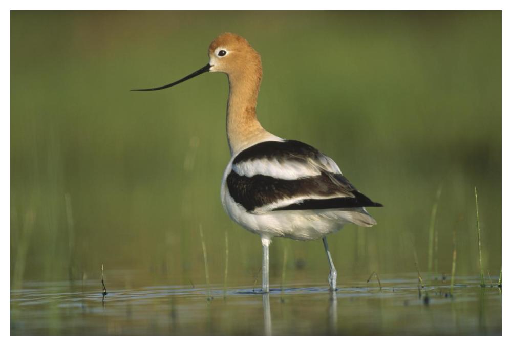 American Avocet in breeding plumage wading though shallow water, North America-Paper Art-50"x34"