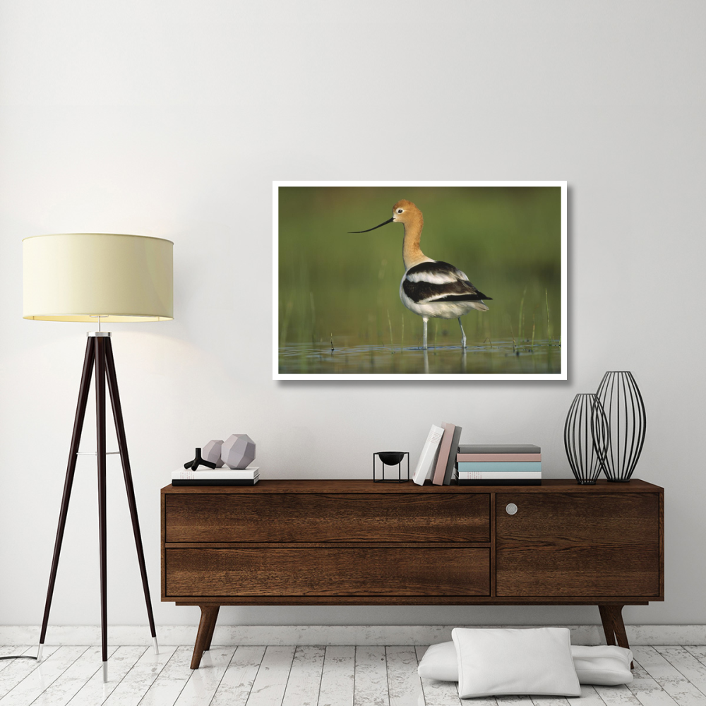 American Avocet in breeding plumage wading though shallow water, North America-Paper Art-50&quotx34"