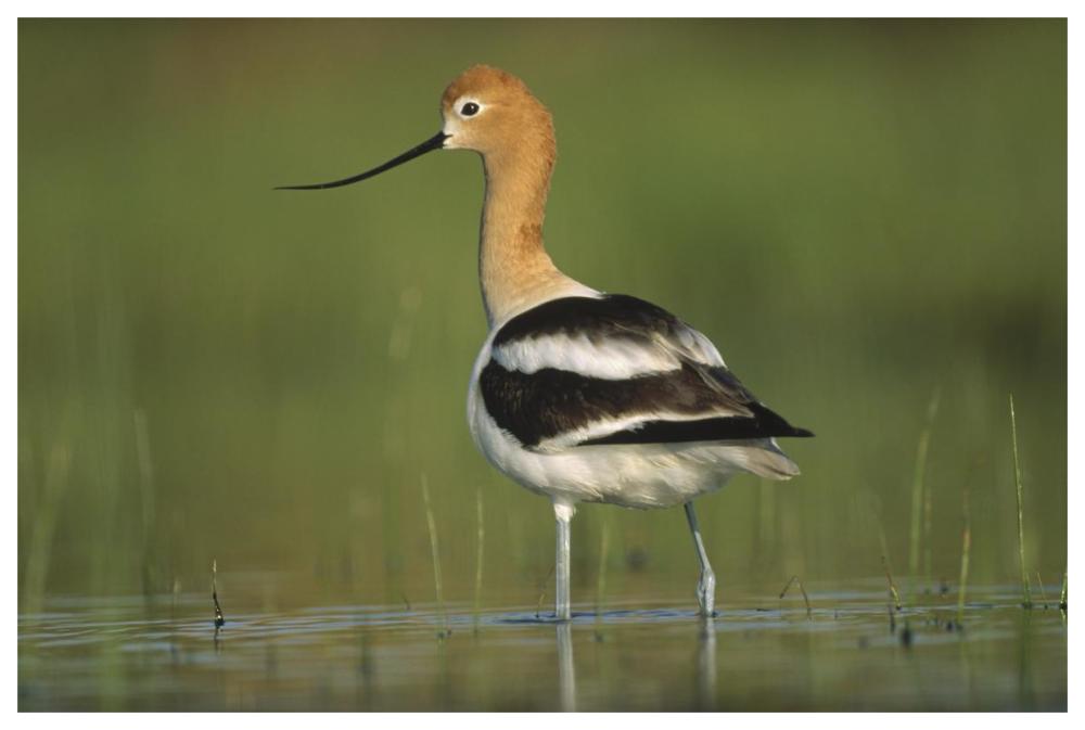 American Avocet in breeding plumage wading though shallow water, North America-Paper Art-62"x42"