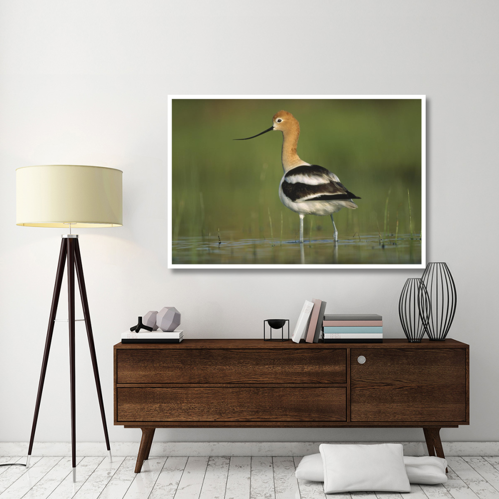 American Avocet in breeding plumage wading though shallow water, North America-Paper Art-62&quotx42"