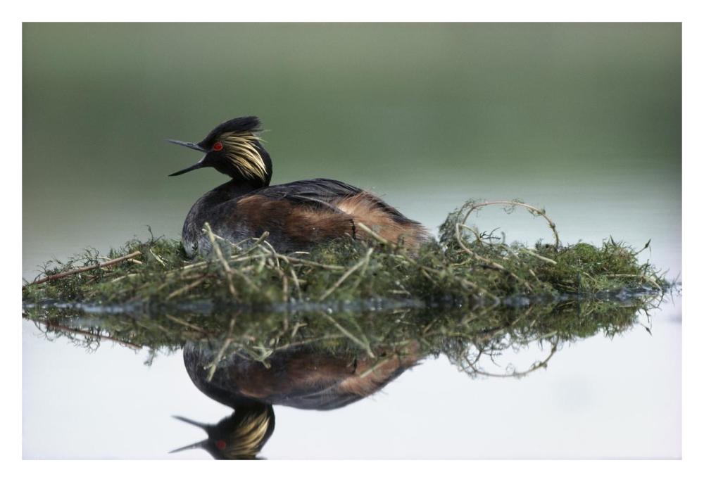 Black-necked Grebe calling while incubating eggs on floating nest, North America-Paper Art-32"x22"