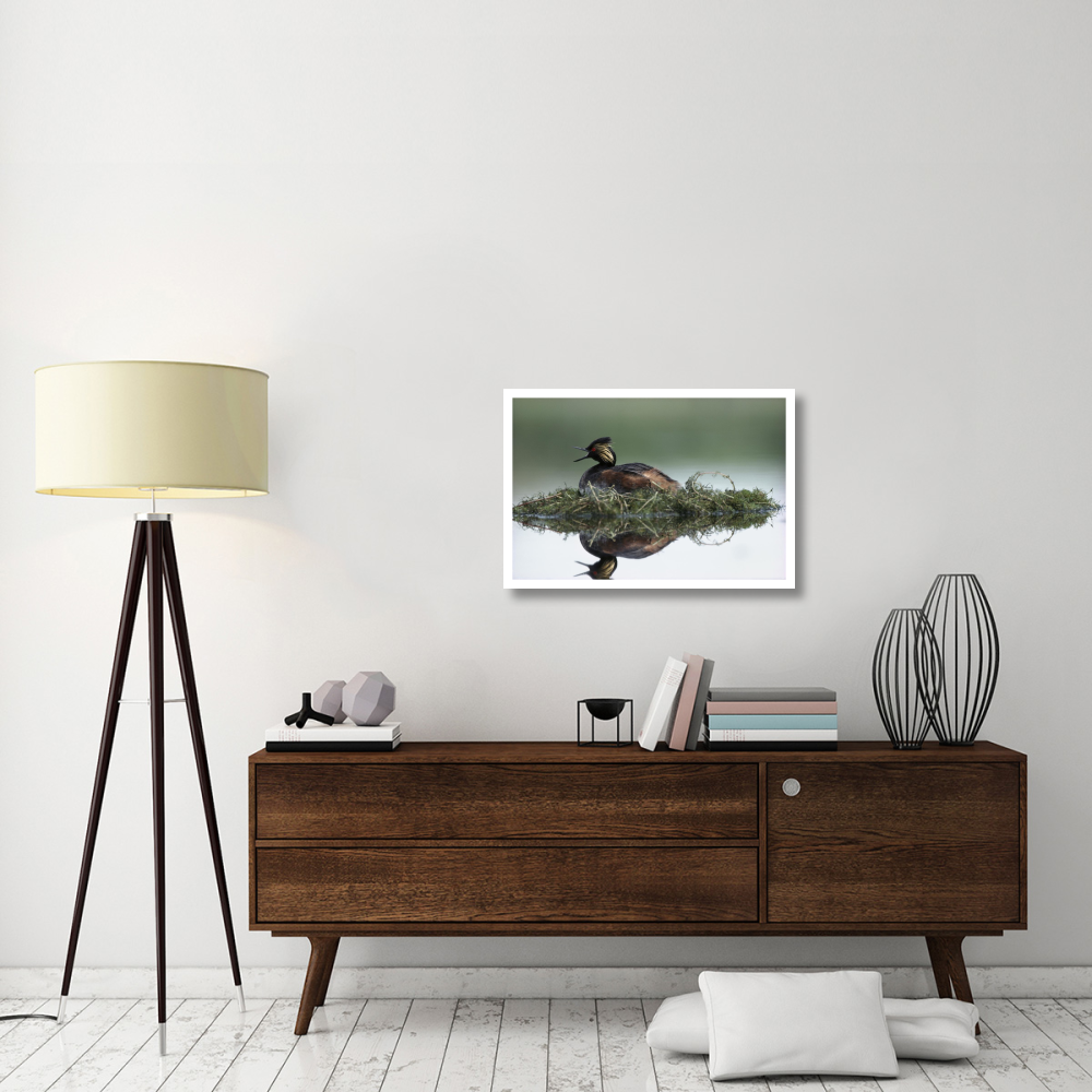 Black-necked Grebe calling while incubating eggs on floating nest, North America-Paper Art-32&quotx22"