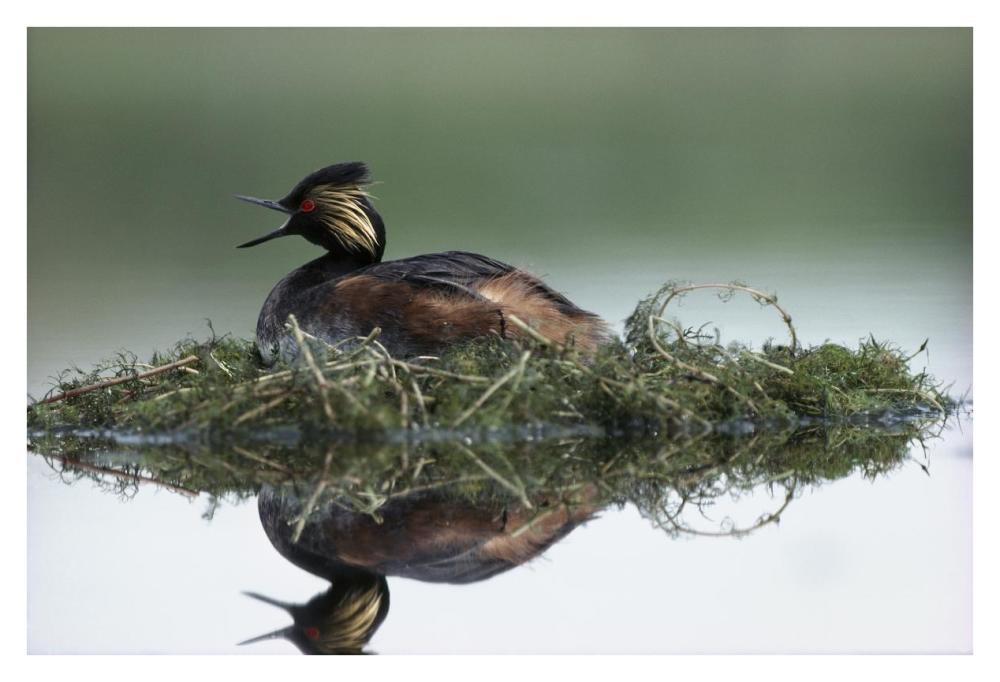 Black-necked Grebe calling while incubating eggs on floating nest, North America-Paper Art-38"x26"