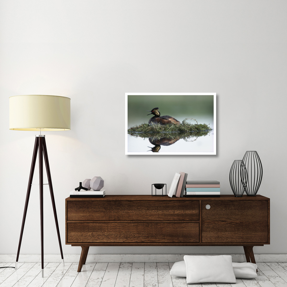 Black-necked Grebe calling while incubating eggs on floating nest, North America-Paper Art-38&quotx26"