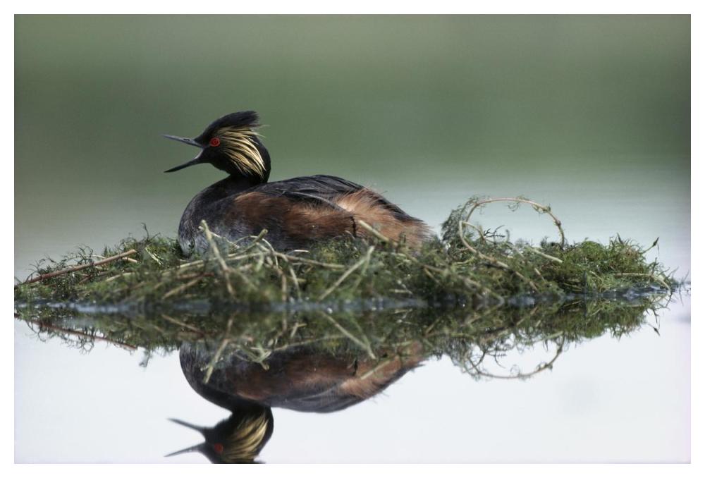 Black-necked Grebe calling while incubating eggs on floating nest, North America-Paper Art-50"x34"