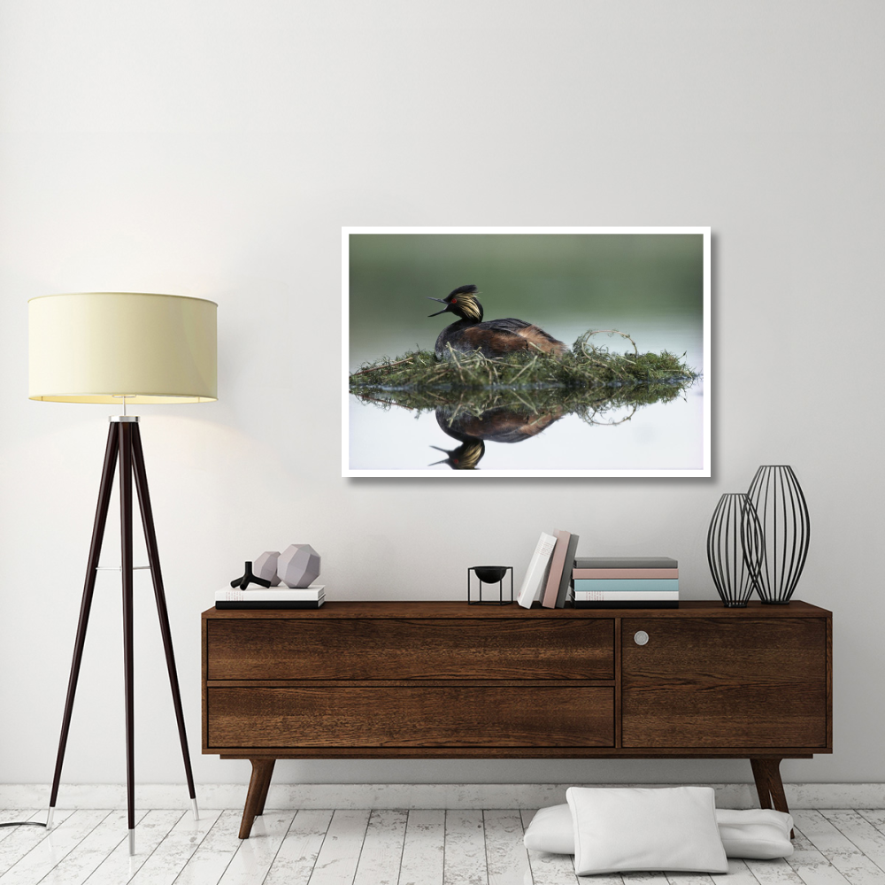 Black-necked Grebe calling while incubating eggs on floating nest, North America-Paper Art-50&quotx34"