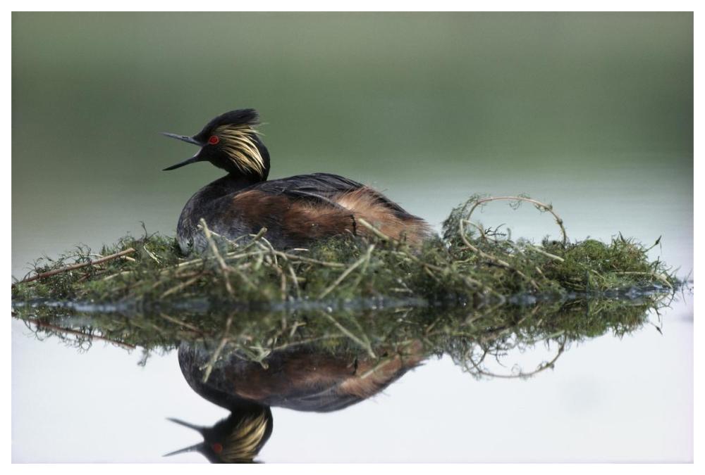 Black-necked Grebe calling while incubating eggs on floating nest, North America-Paper Art-62"x42"
