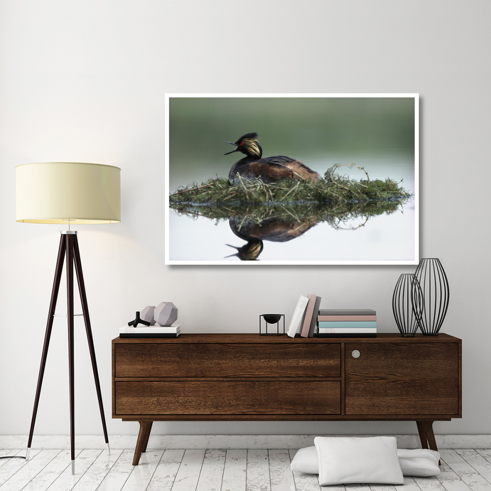 Black-necked Grebe calling while incubating eggs on floating nest, North America-Paper Art-62&quotx42"