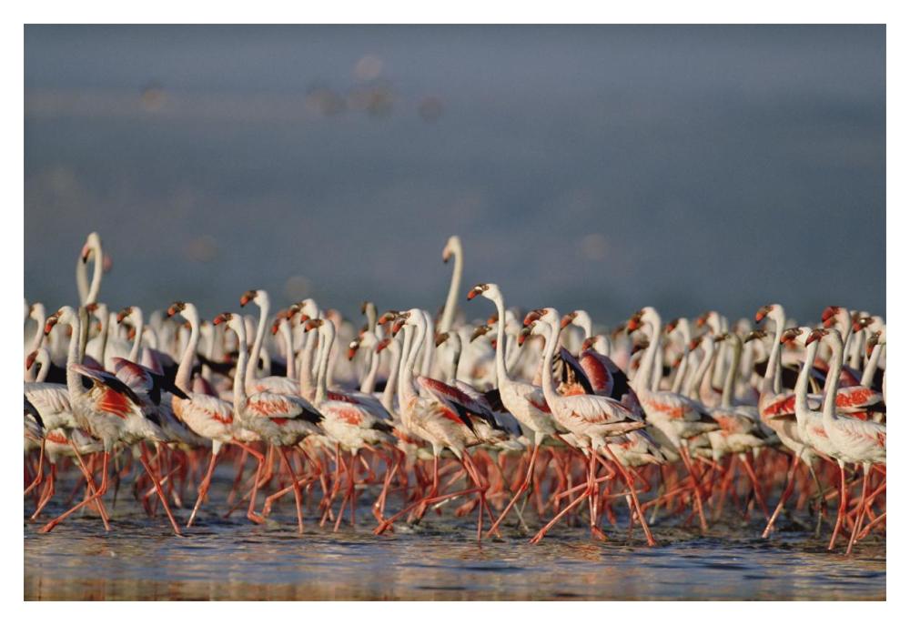 Greater Flamingo and Lesser Flamingo flock in a mass courtship dance, Lake Nakuru, Kenya-Paper Art-20"x14"
