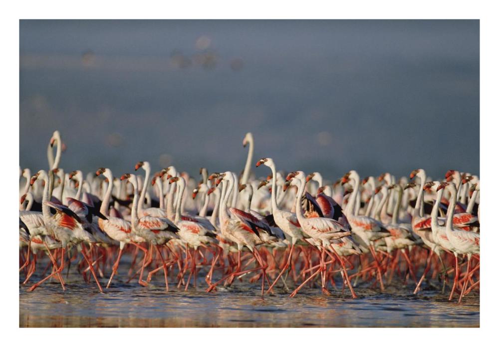 Greater Flamingo and Lesser Flamingo flock in a mass courtship dance, Lake Nakuru, Kenya-Paper Art-26"x18"