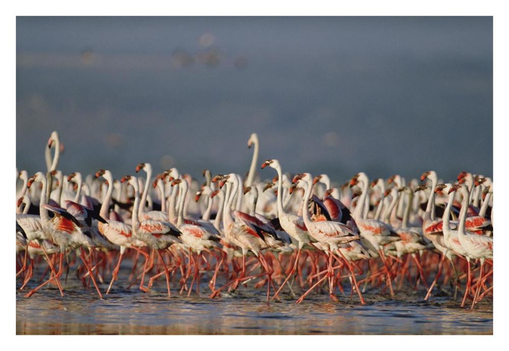 Greater Flamingo and Lesser Flamingo flock in a mass courtship dance, Lake Nakuru, Kenya-Paper Art-32"x22"