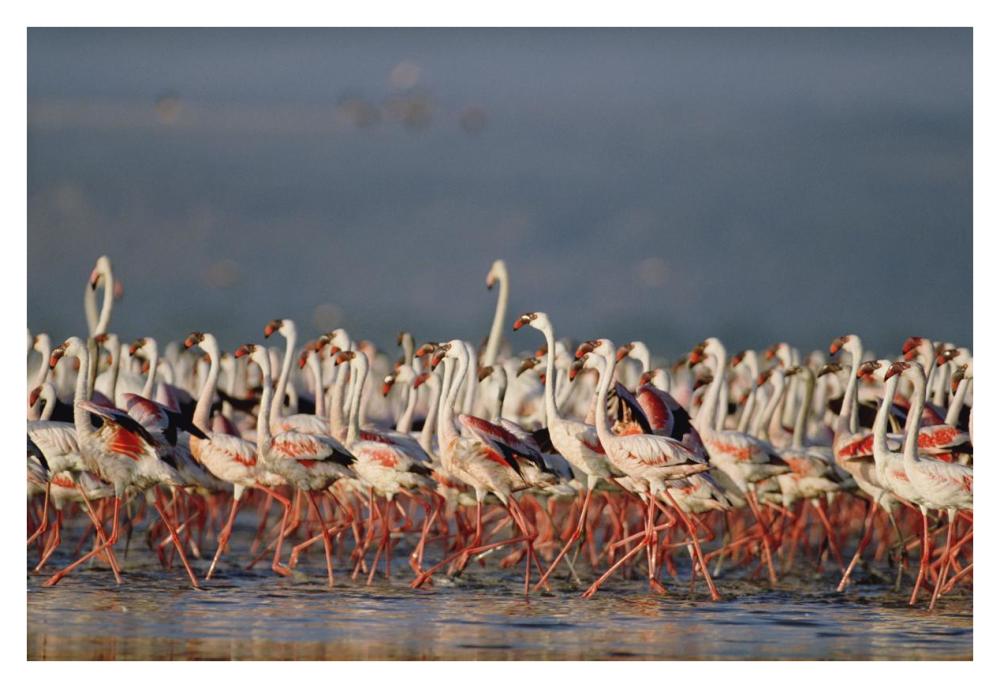 Greater Flamingo and Lesser Flamingo flock in a mass courtship dance, Lake Nakuru, Kenya-Paper Art-38"x26"