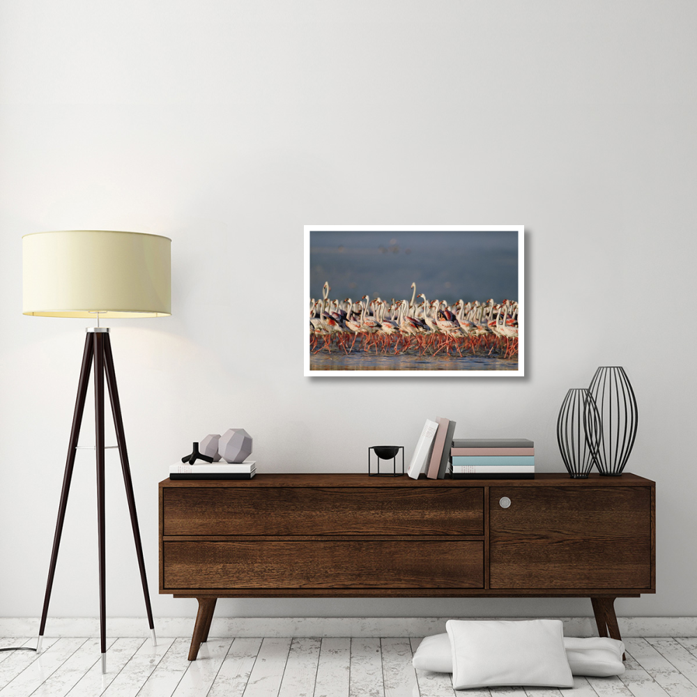 Greater Flamingo and Lesser Flamingo flock in a mass courtship dance, Lake Nakuru, Kenya-Paper Art-38&quotx26"