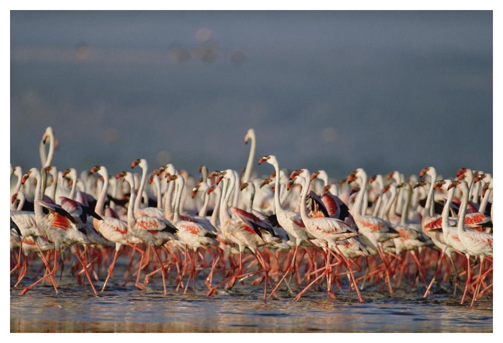 Greater Flamingo and Lesser Flamingo flock in a mass courtship dance, Lake Nakuru, Kenya-Paper Art-50"x34"