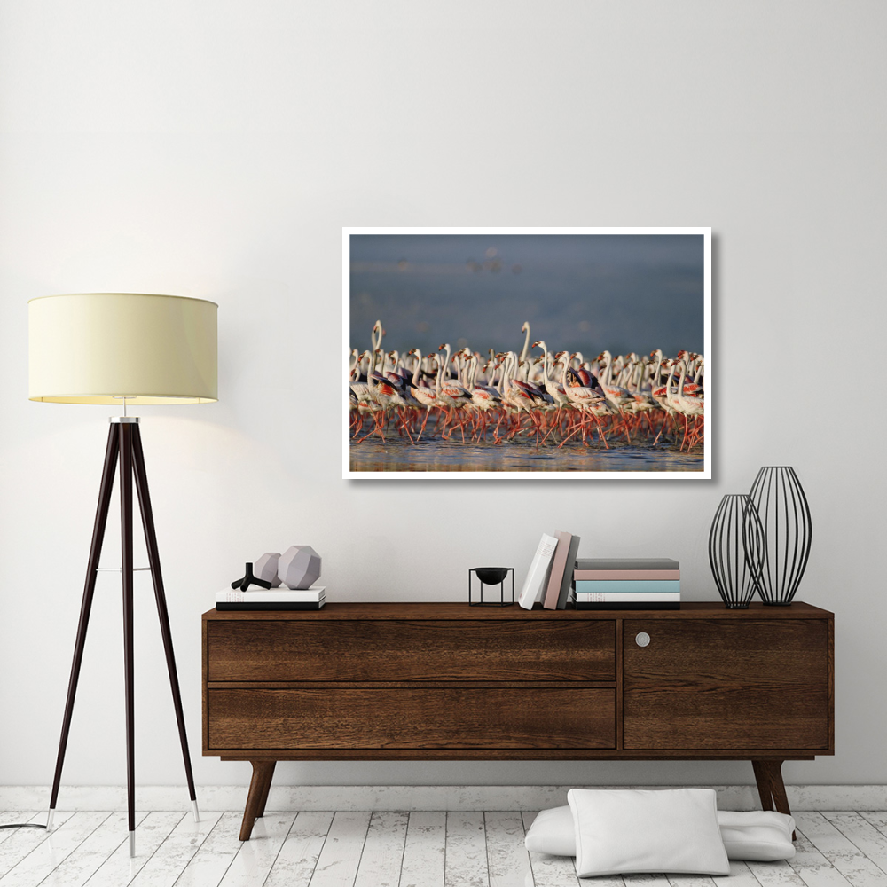 Greater Flamingo and Lesser Flamingo flock in a mass courtship dance, Lake Nakuru, Kenya-Paper Art-50&quotx34"