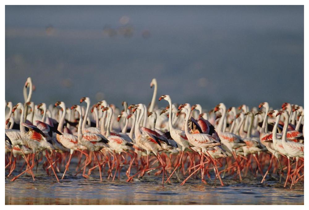 Greater Flamingo and Lesser Flamingo flock in a mass courtship dance, Lake Nakuru, Kenya-Paper Art-62"x42"