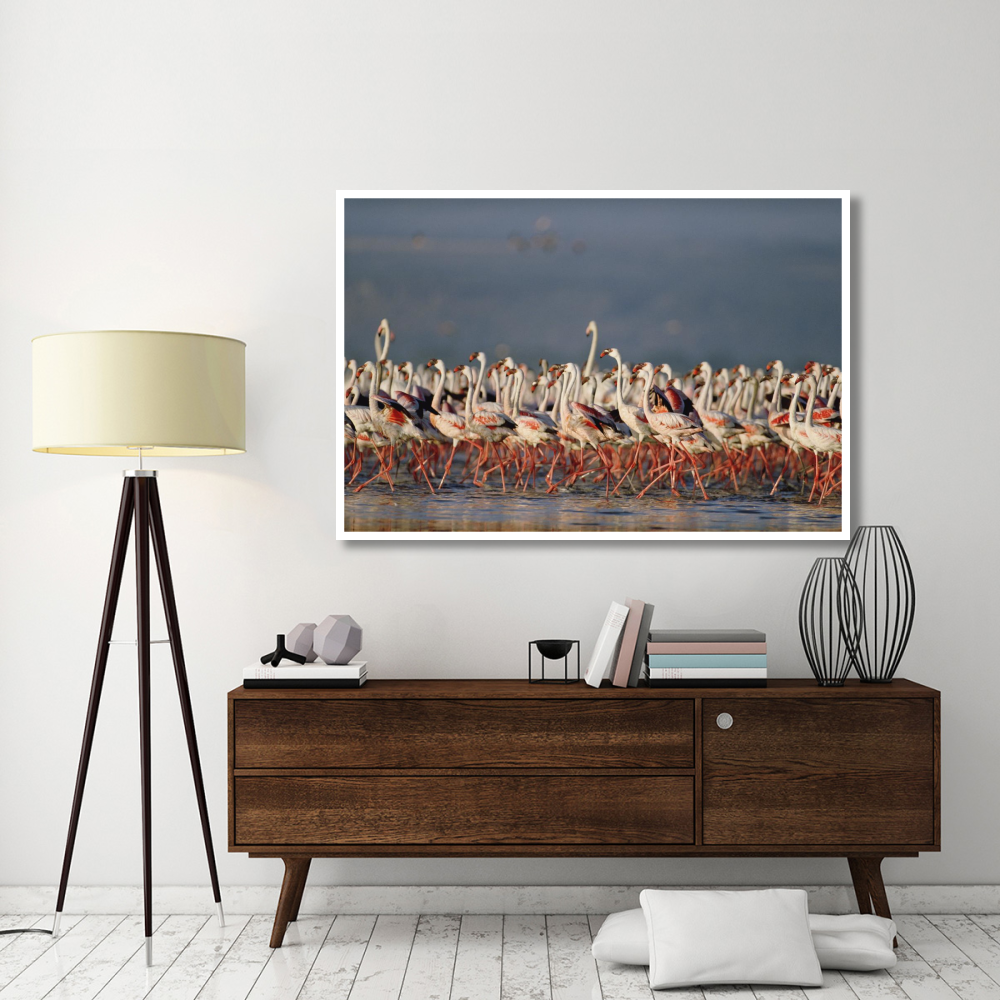 Greater Flamingo and Lesser Flamingo flock in a mass courtship dance, Lake Nakuru, Kenya-Paper Art-62&quotx42"