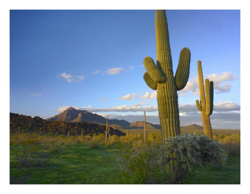Saguaro and Teddybear Cholla, Picacho Peak State Park, Arizona-Paper Art-26"x20"