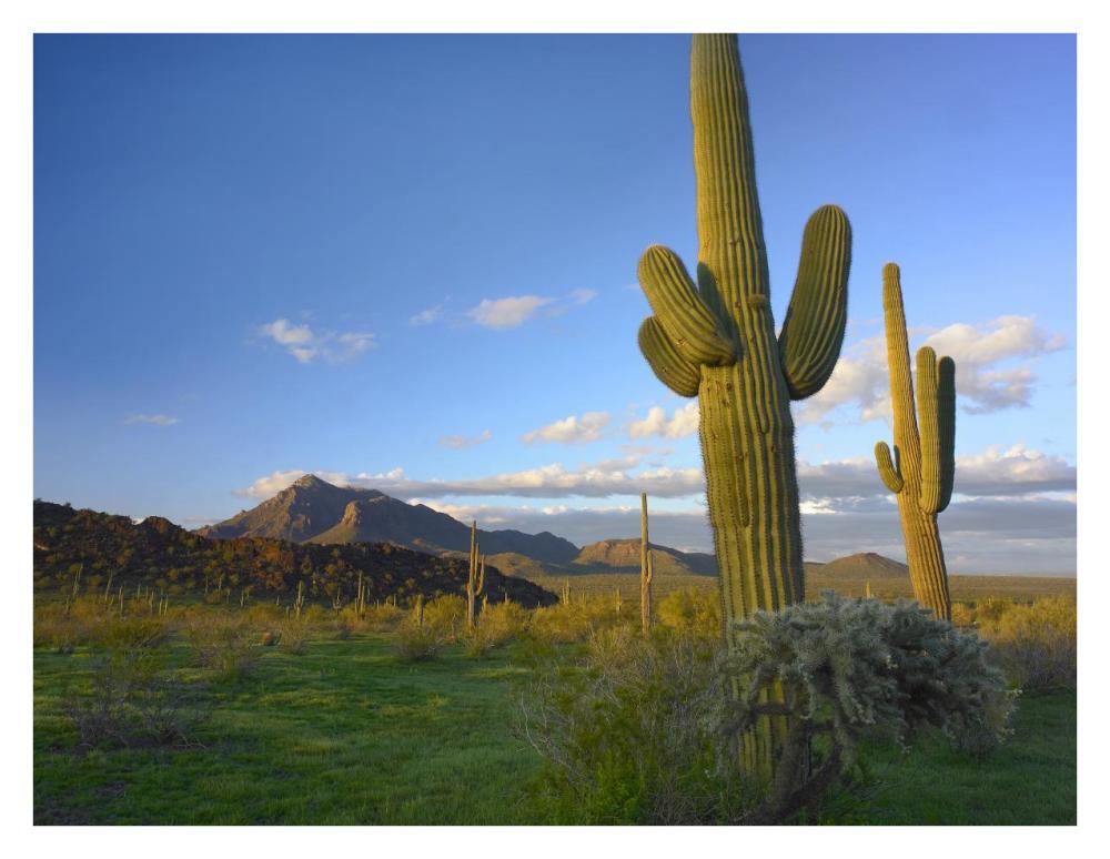 Saguaro and Teddybear Cholla, Picacho Peak State Park, Arizona-Paper Art-34"x26"