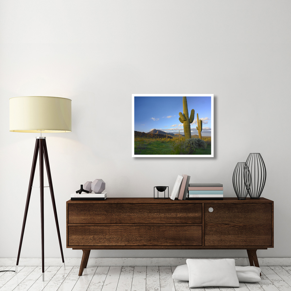 Saguaro and Teddybear Cholla, Picacho Peak State Park, Arizona-Paper Art-34&quotx26"
