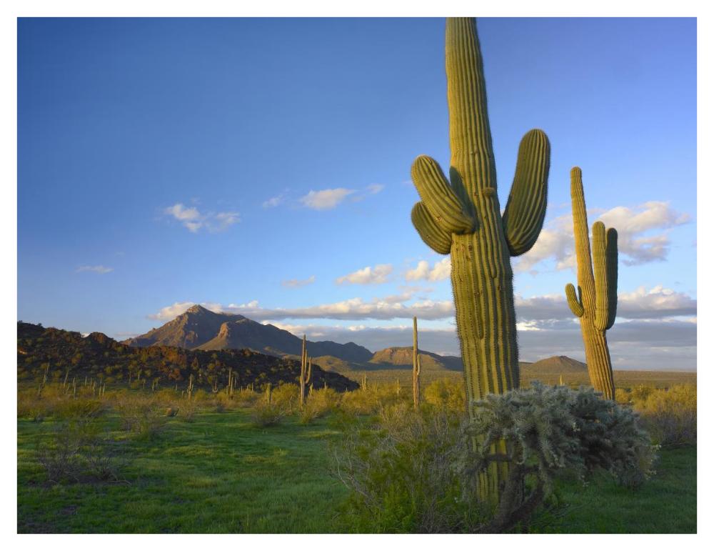 Saguaro and Teddybear Cholla, Picacho Peak State Park, Arizona-Paper Art-42"x32"