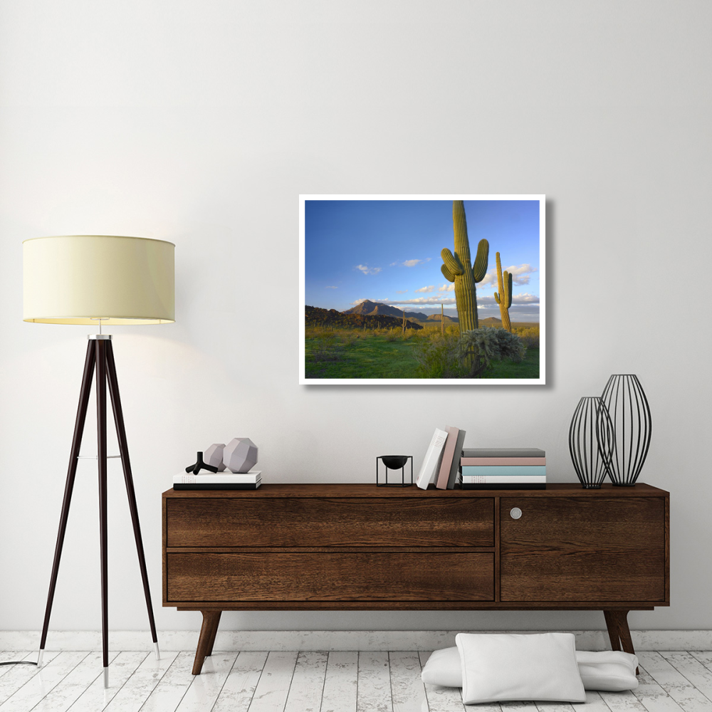 Saguaro and Teddybear Cholla, Picacho Peak State Park, Arizona-Paper Art-42&quotx32"